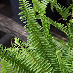 Plant Photo 4