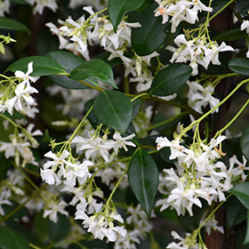 Plant Photo 1