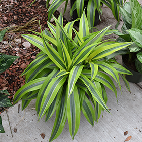 Plant Photo 10