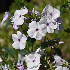 Plant Photo 8