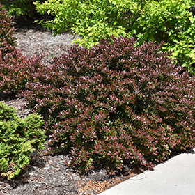 Plant Photo 7