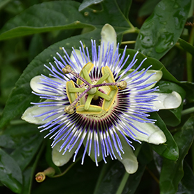 Plant Photo 2
