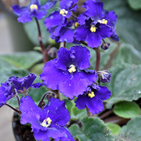 Plant Photo 5