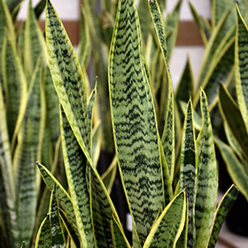 Plant Photo 6