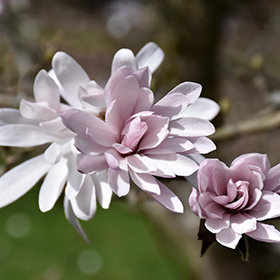 Plant Photo 5