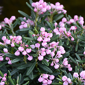Plant Photo 1