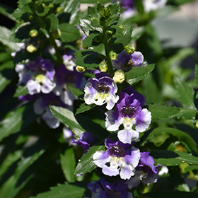Plant Photo 7