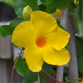 Plant Photo 7