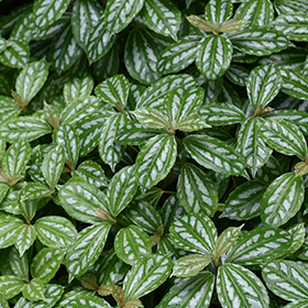 Plant Photo 6