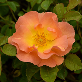 Plant Photo 9