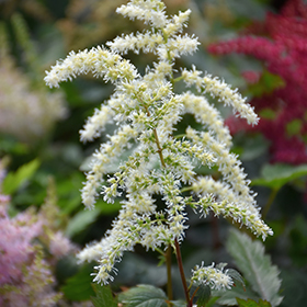 Plant Photo 3