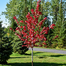 Plant Photo 7