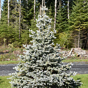 Plant Photo 3