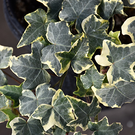 Plant Photo 7