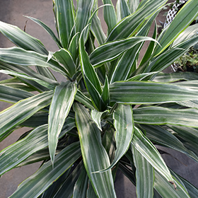 Plant Photo 8