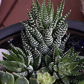 Plant Photo 6