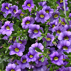Plant Photo 1