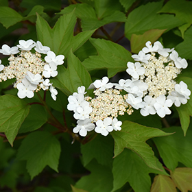 Plant Photo 8