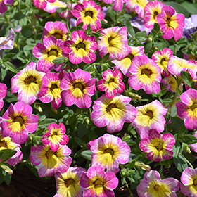 Plant Photo 2