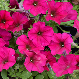 Plant Photo 1