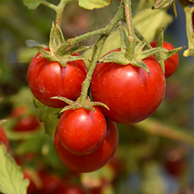 Plant Photo 6