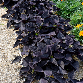 Plant Photo 7