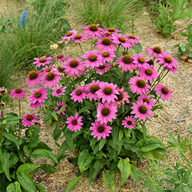 Plant Photo 3