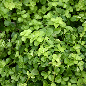 Plant Photo 3