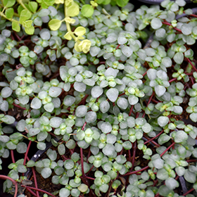 Plant Photo 1