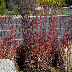Plant Photo 4