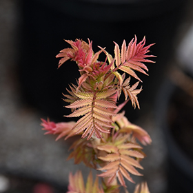 Plant Photo 4