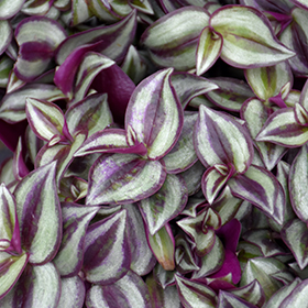 Plant Photo 4