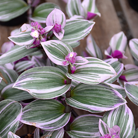 Plant Photo 2