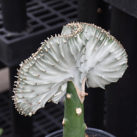 Plant Photo 6