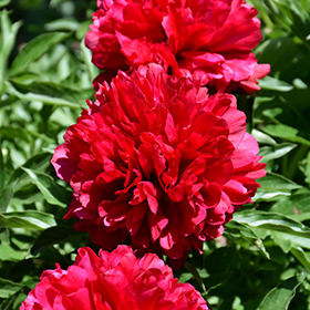 Plant Photo 4