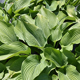 Plant Photo 2