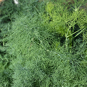 Plant Photo 4