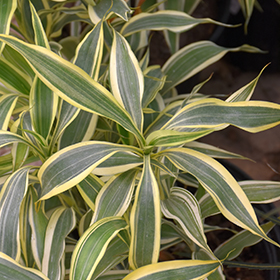 Plant Photo 9