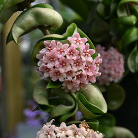 Plant Photo 10