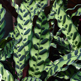 Plant Photo 3