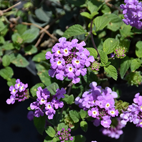 Plant Photo 3