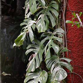 Plant Photo 3