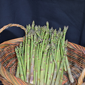 Plant Photo 2