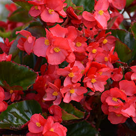 Plant Photo 7