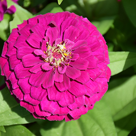 Plant Photo 5