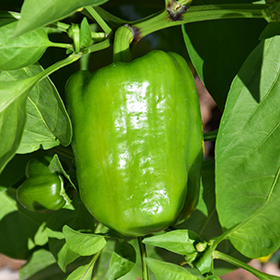Plant Photo 1