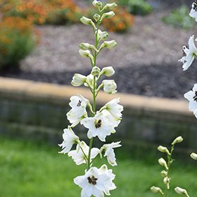 Plant Photo 7