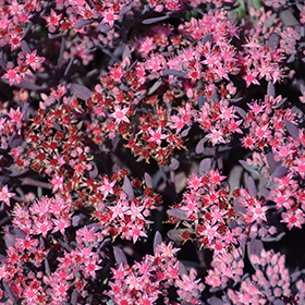 Plant Photo 8