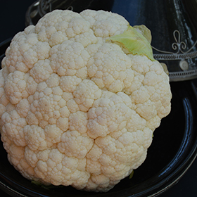 Plant Photo 5