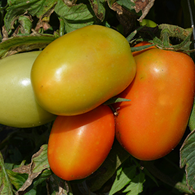 Plant Photo 3